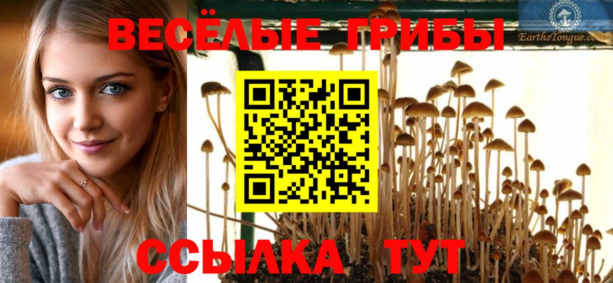 Псилоцибиновые грибы Cubensis Новокузнецк