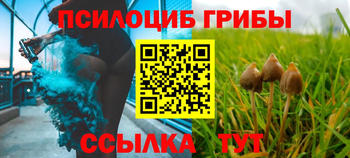 Галлюциногенные грибы Psilocybine cubensis Новокузнецк